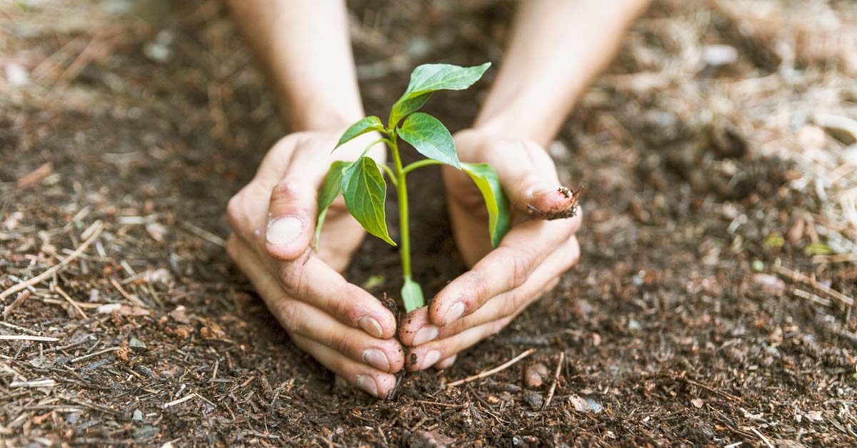 Environmental Commission Announces Native Tree Grove Restoration at ...